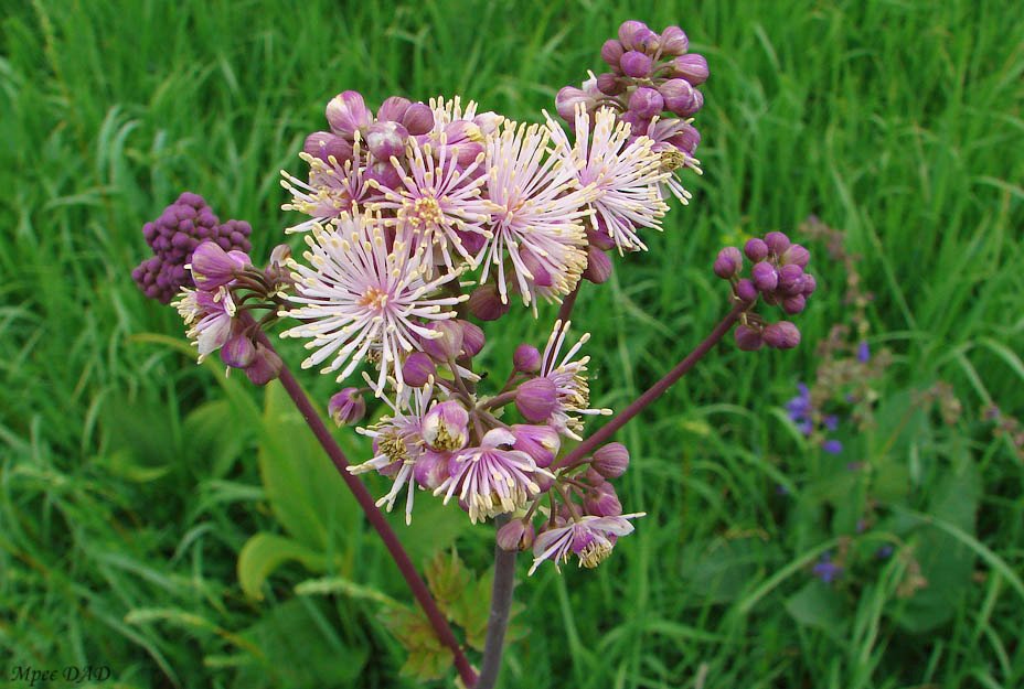 Thalictrum aquilegiifolium L.