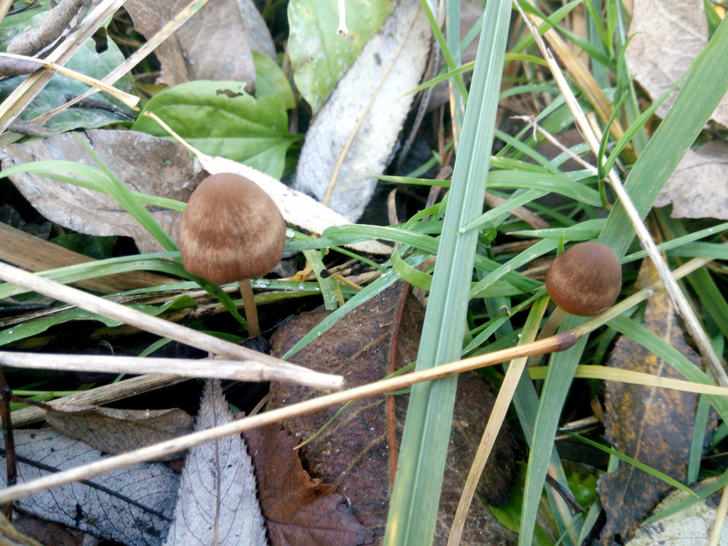 Basidiomycota