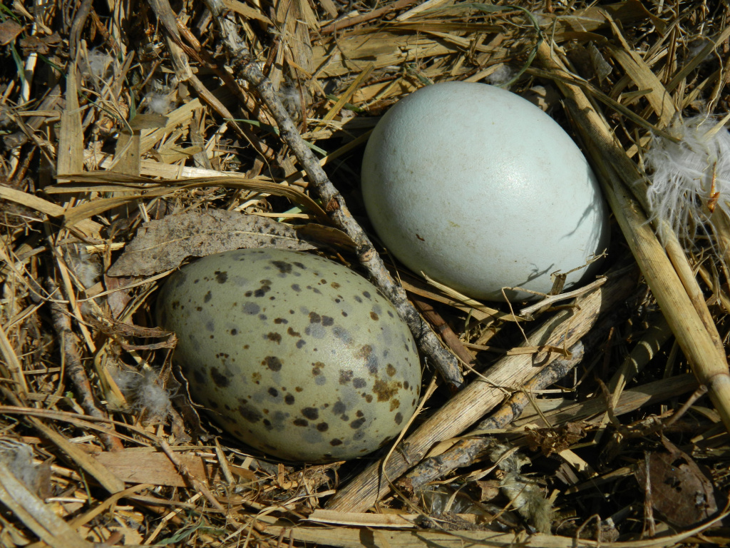 Larus cachinnans Pallas, 1811