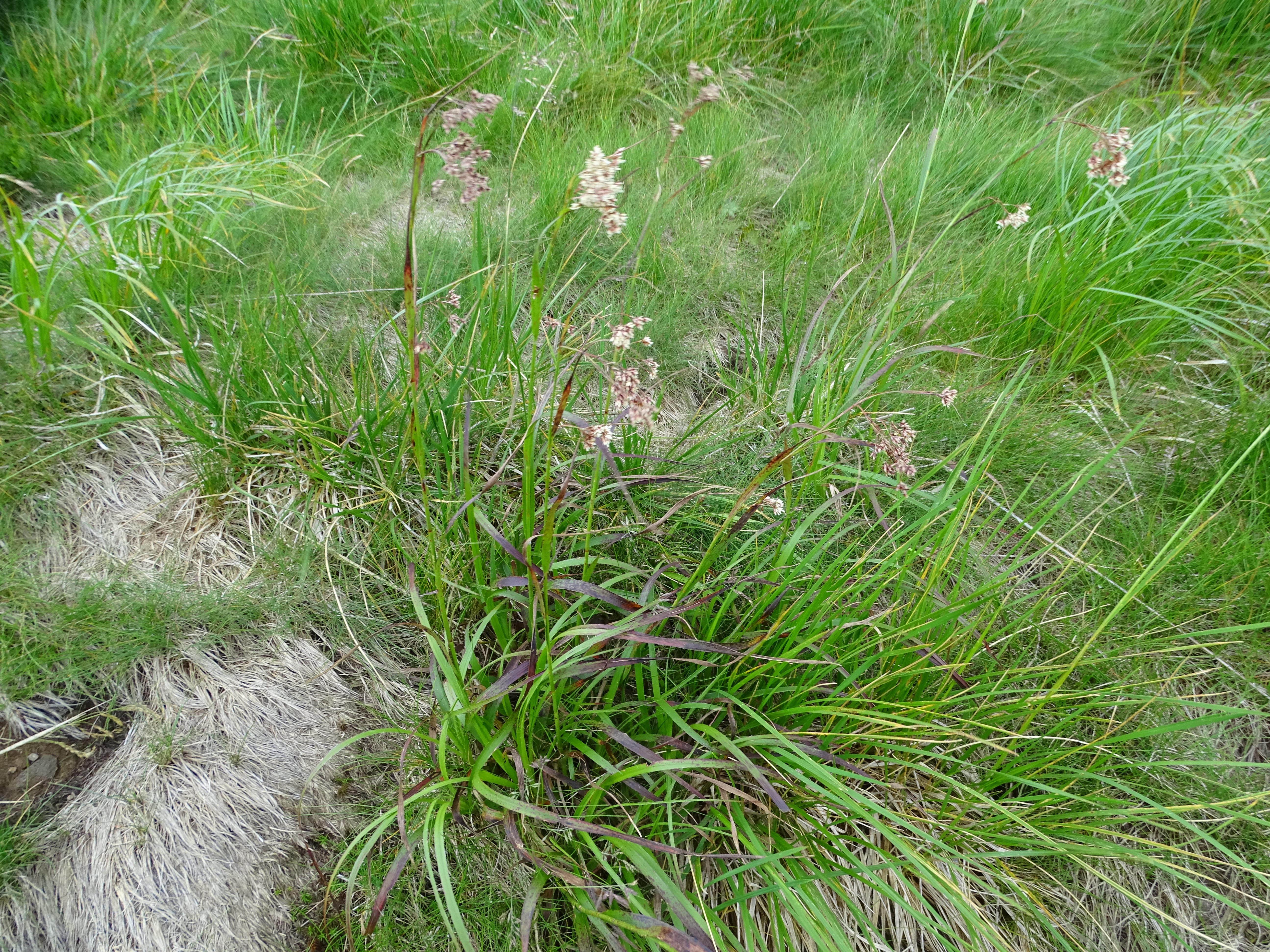 Luzula luzuloides (Lam.) Dandy & Wilmott