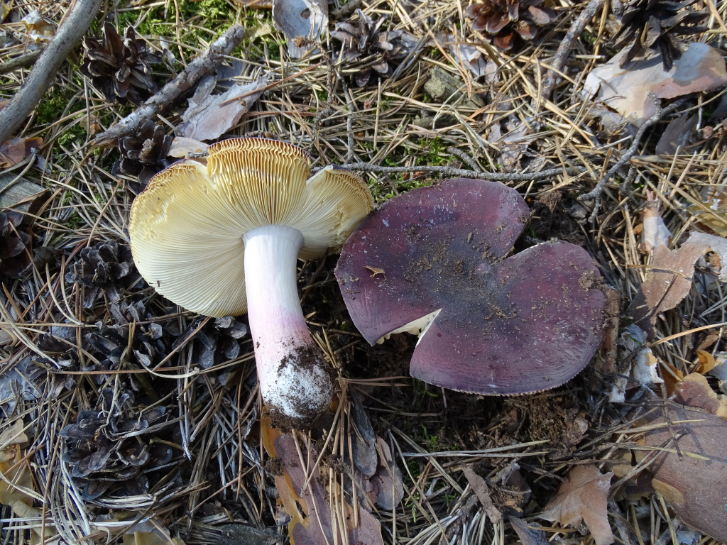 Russula