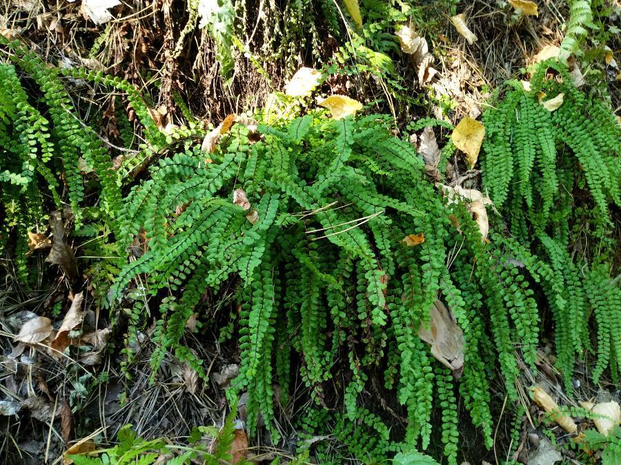 Asplenium trichomanes L.