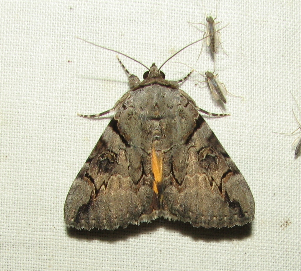 Catocala hymenaea (Denis & Schiffermüller, 1775)