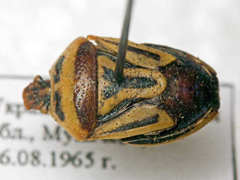 Perillus bioculatus (Fabricius, 1775)