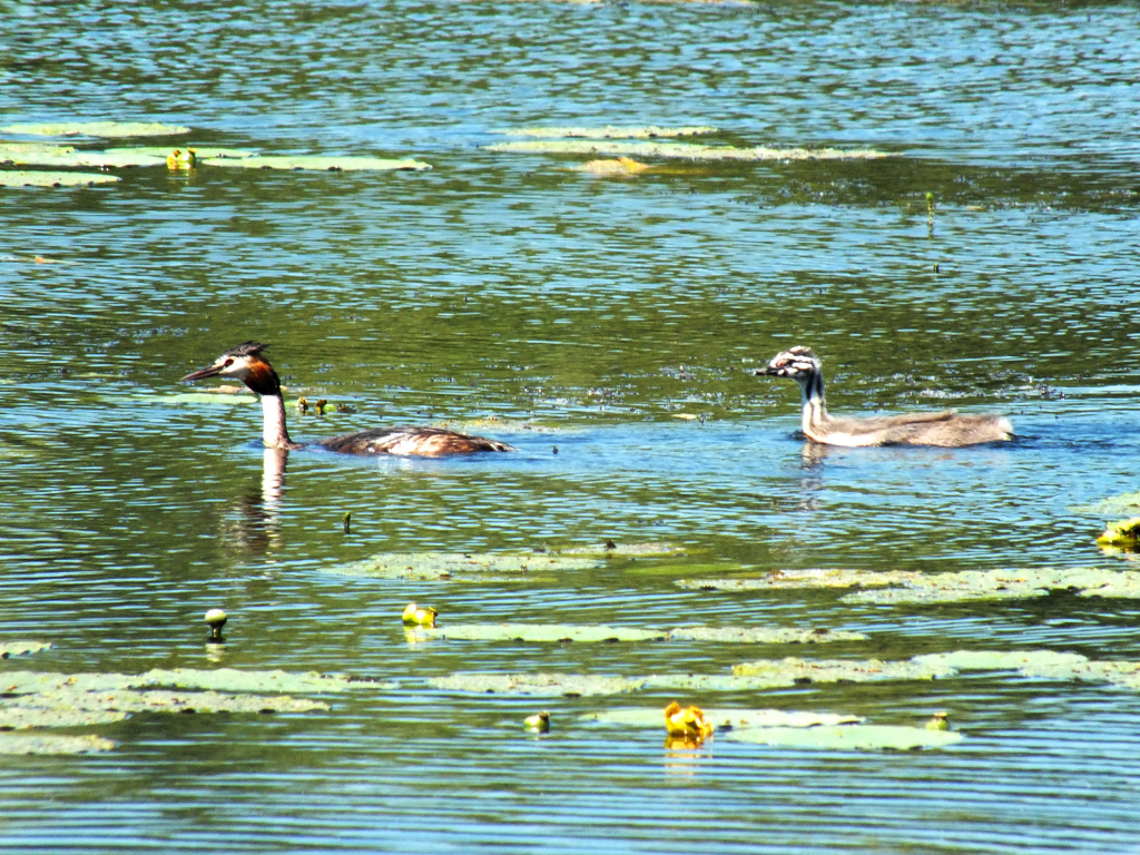 Podiceps cristatus (Linnaeus, 1758)