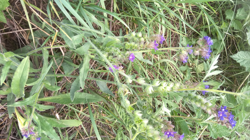 Anchusa officinalis L.
