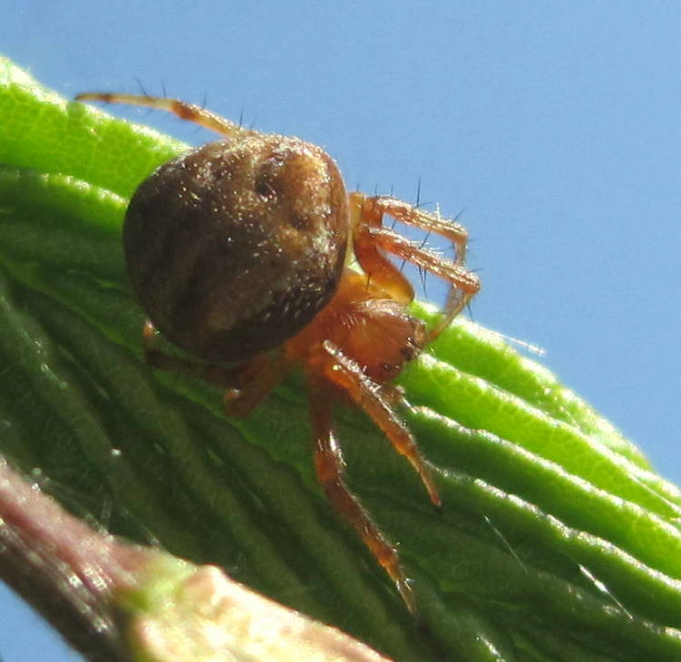 Araneus
