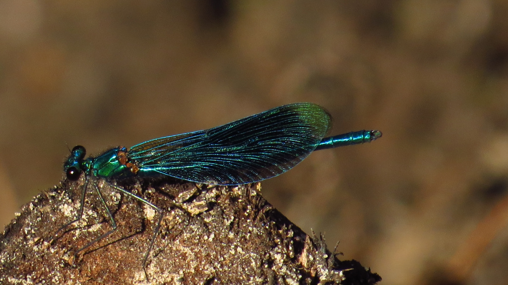 Calopteryx splendens (Harris, 1782)