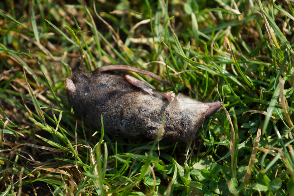 Sorex araneus Linnaeus, 1758