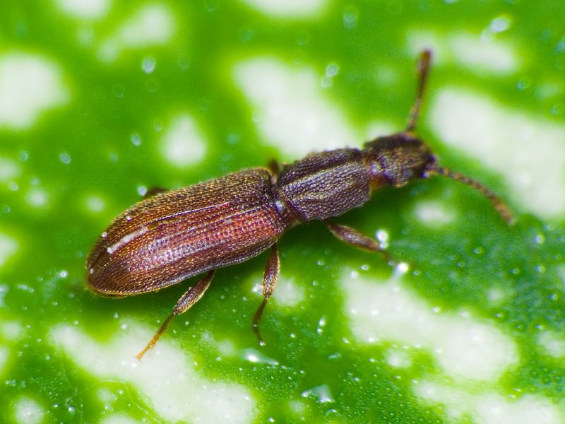 Oryzaephilus surinamensis (Linnaeus, 1758)