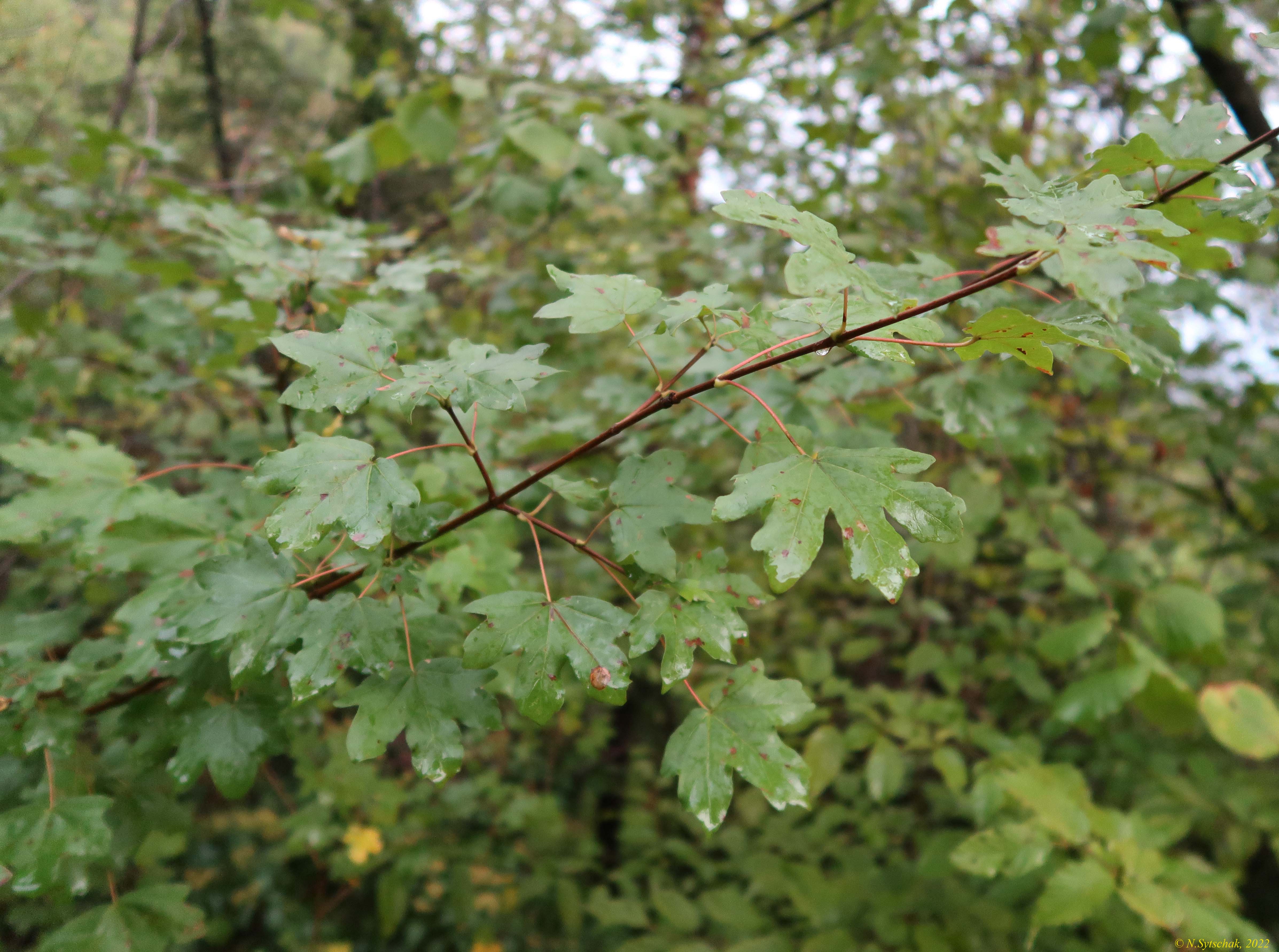Acer campestre L.