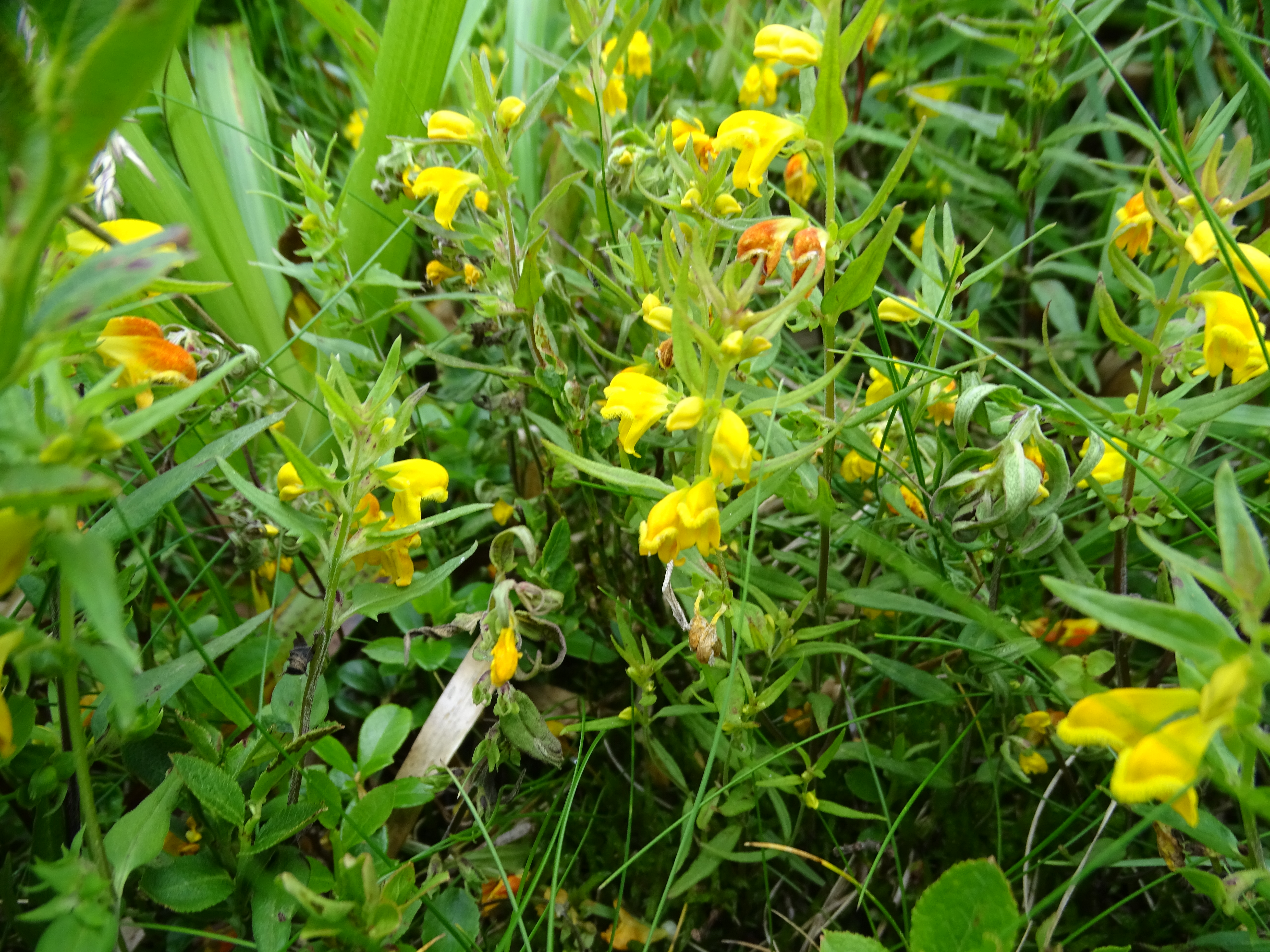 Melampyrum saxosum Baumg.