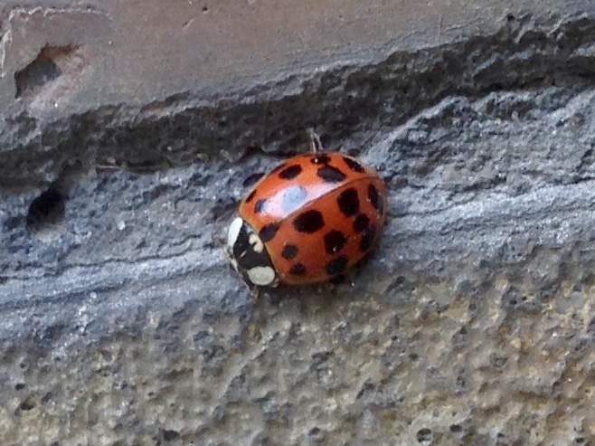 Harmonia axyridis (Pallas, 1773)