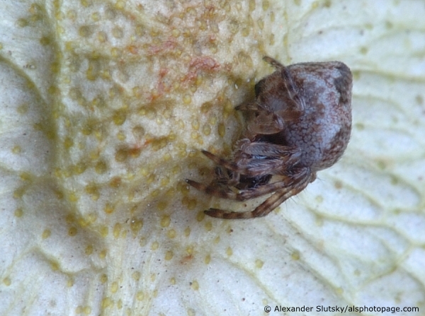 Cyclosa conica