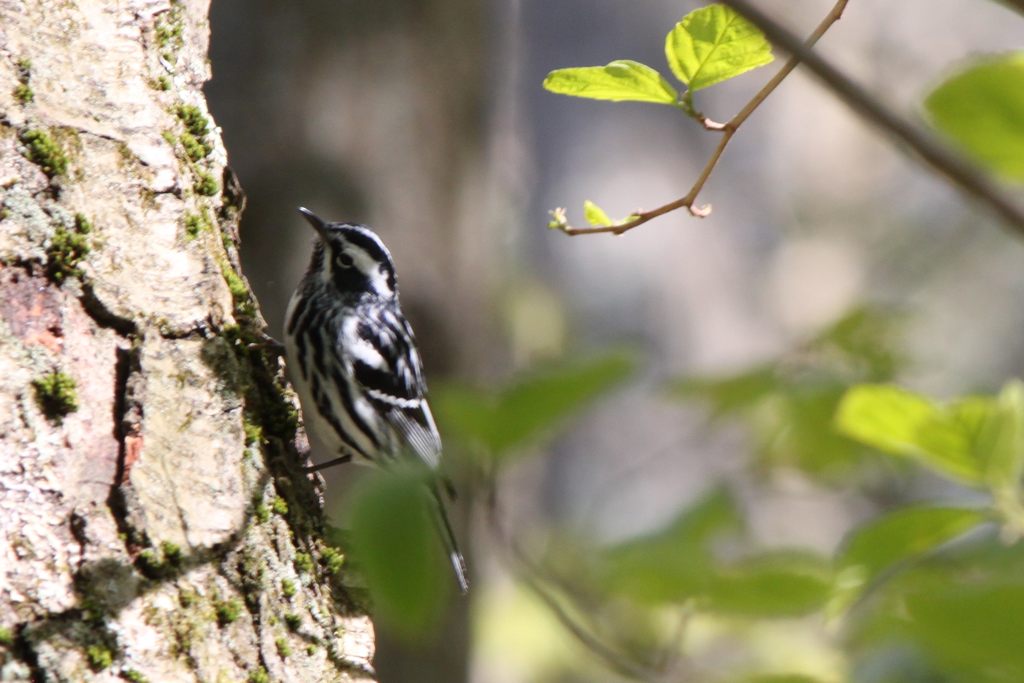 Mniotilta varia (Linnaeus, 1766)