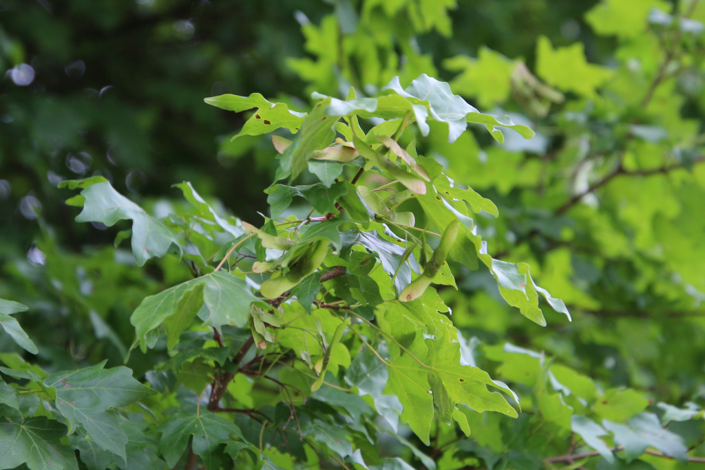 Acer campestre L.