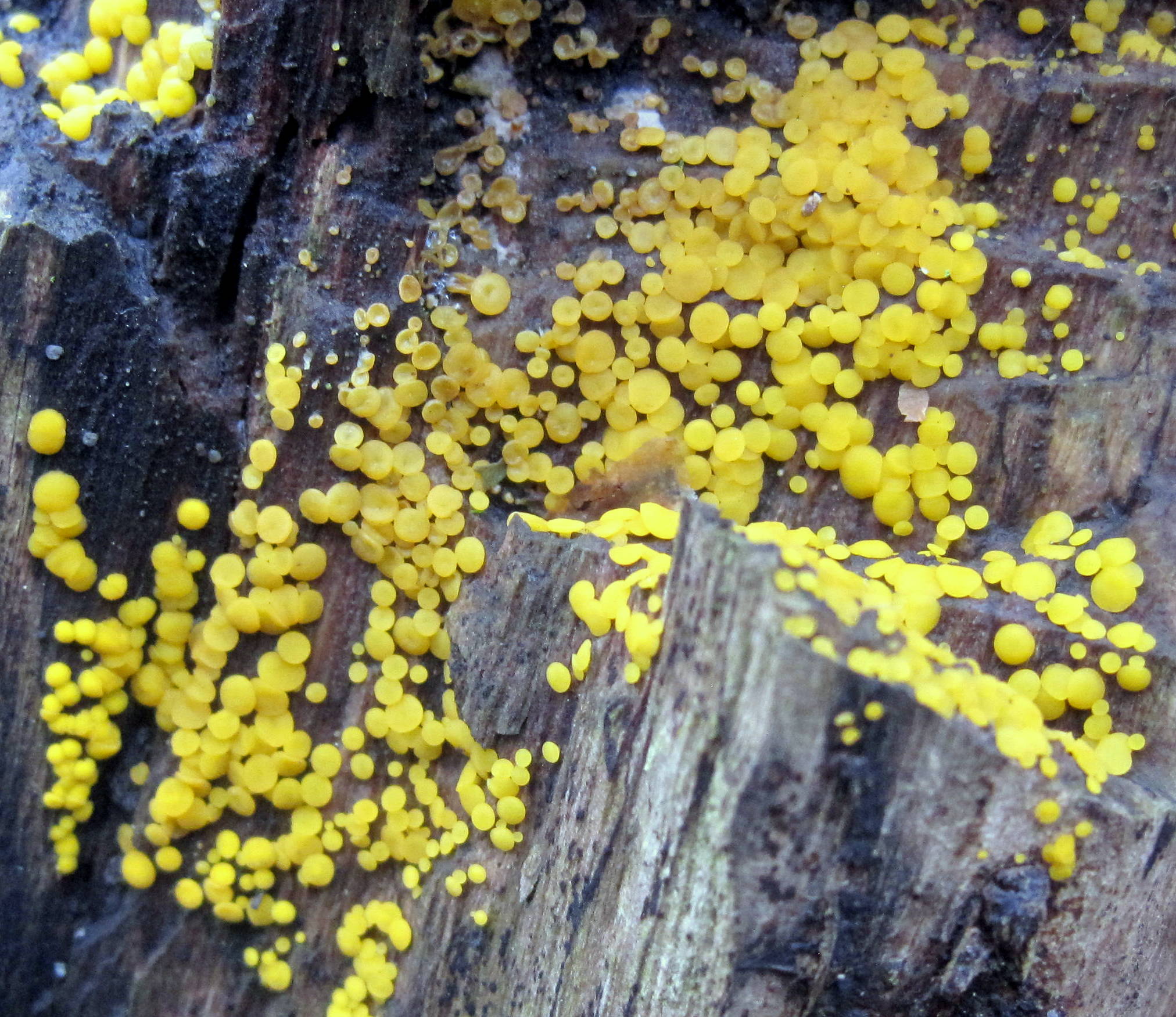 Calycina citrina (Hedw.) Gray