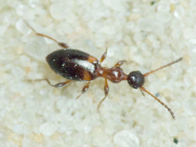 Anthelephila pedestris (Rossi, 1790)
