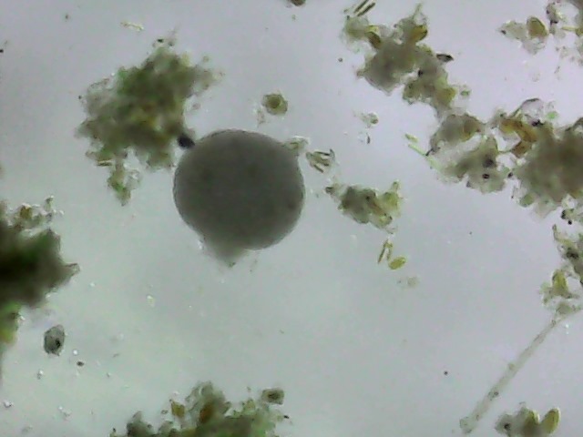 Pelomyxa