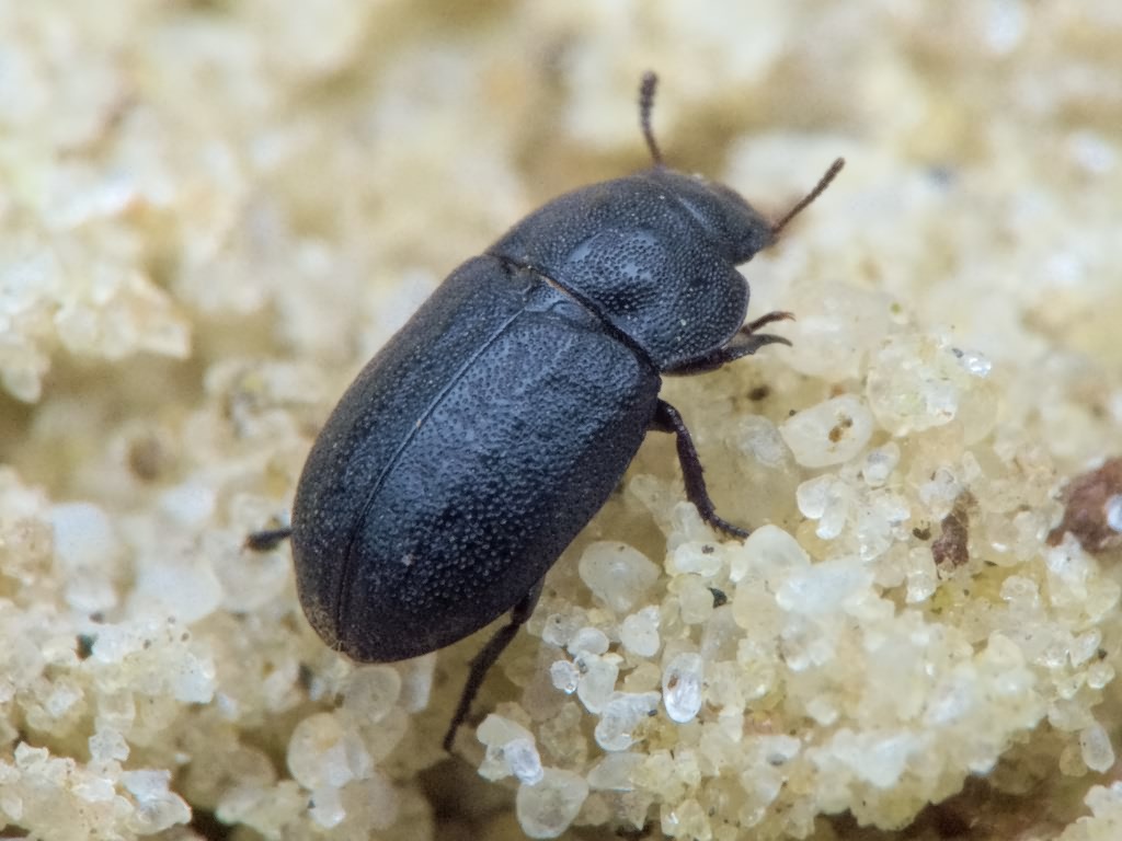 Melanimon tibialis (Fabricius, 1781)