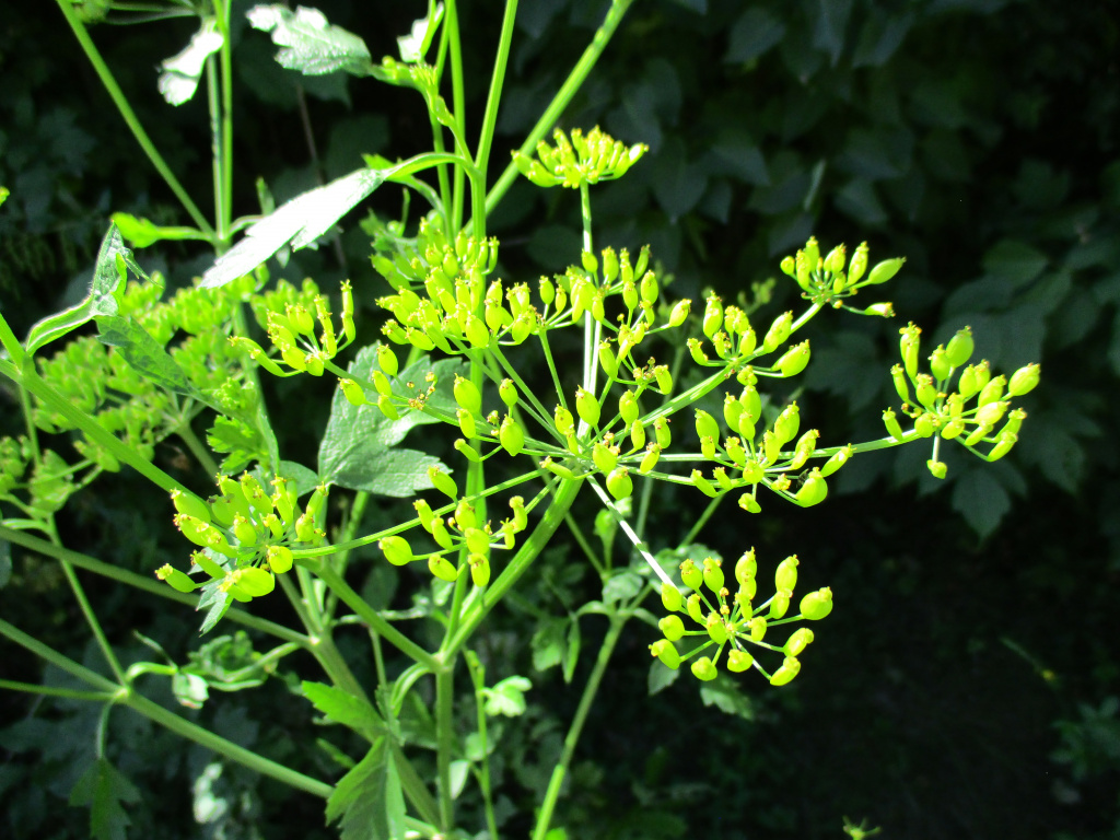 Pastinaca sativa L.
