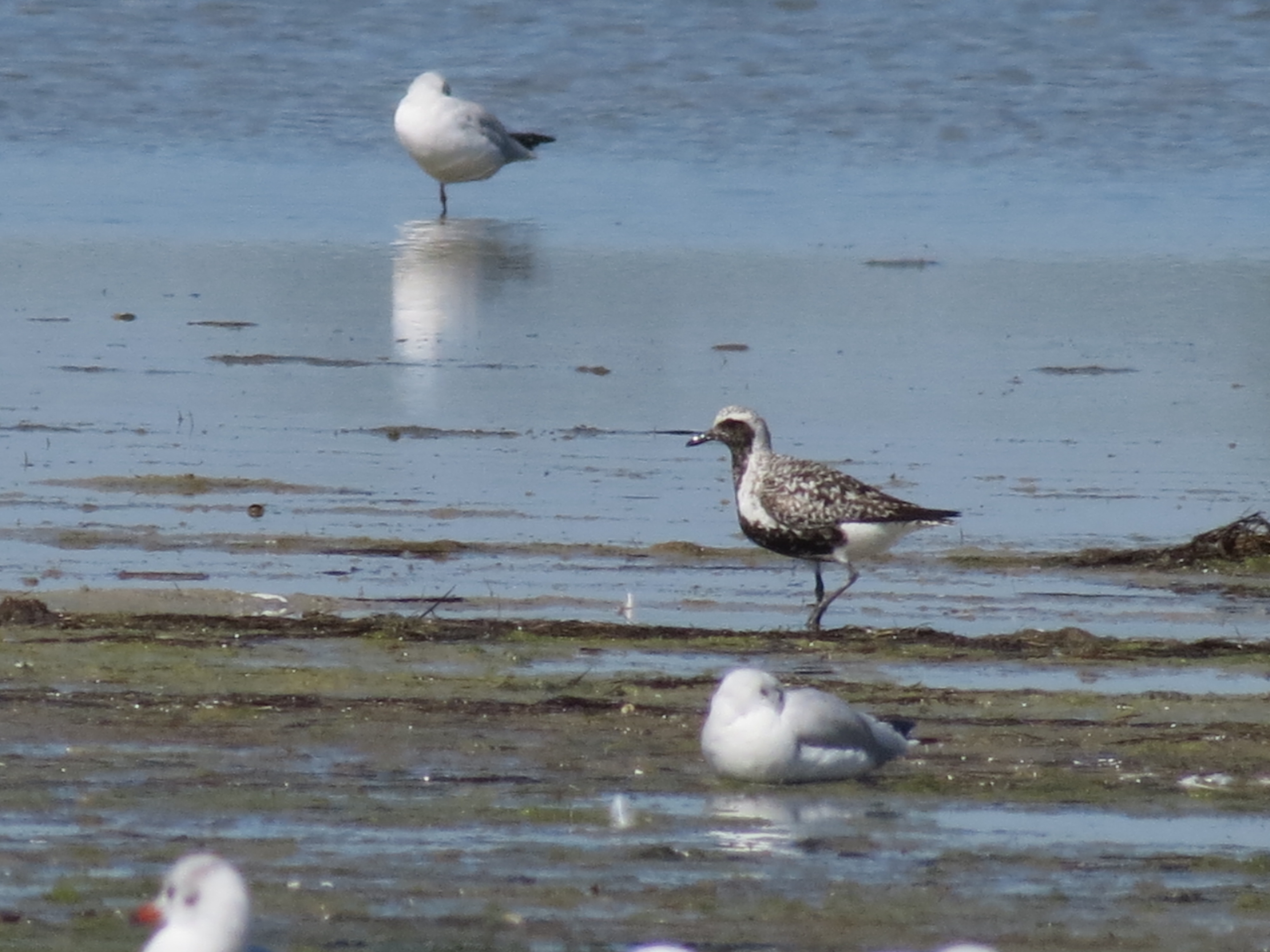 Pluvialis squatarola (Linnaeus, 1758)