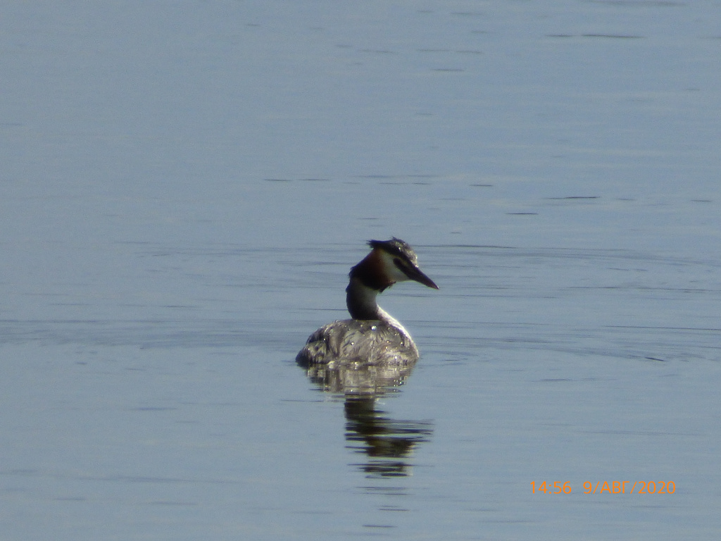 Podiceps cristatus (Linnaeus, 1758)