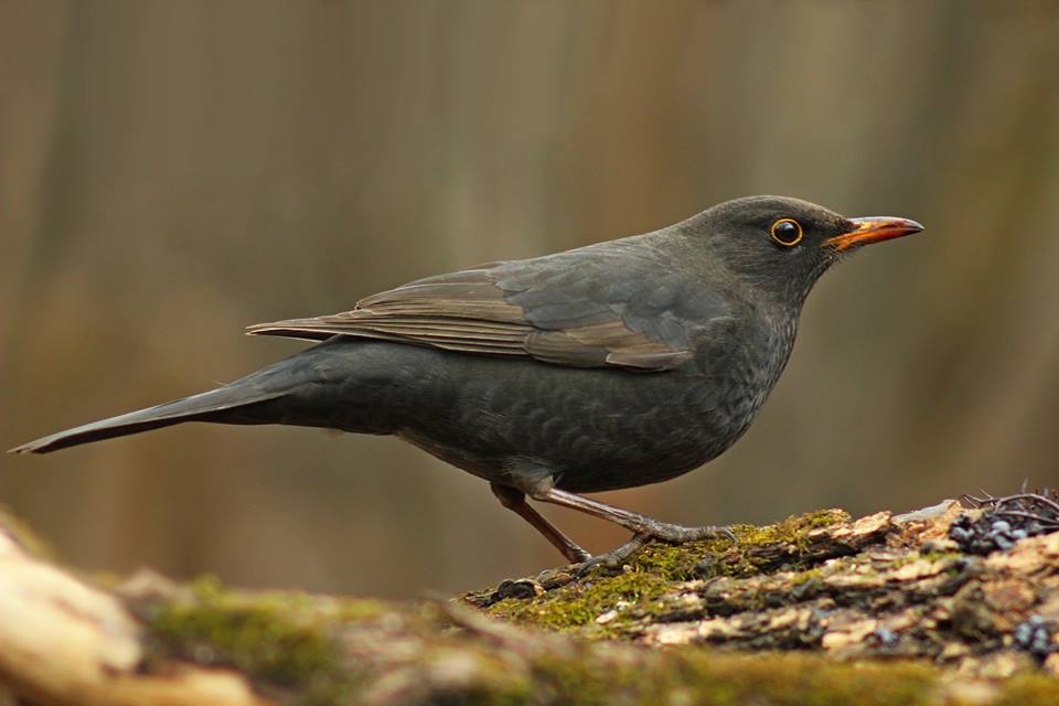 Turdus merula Linnaeus, 1758