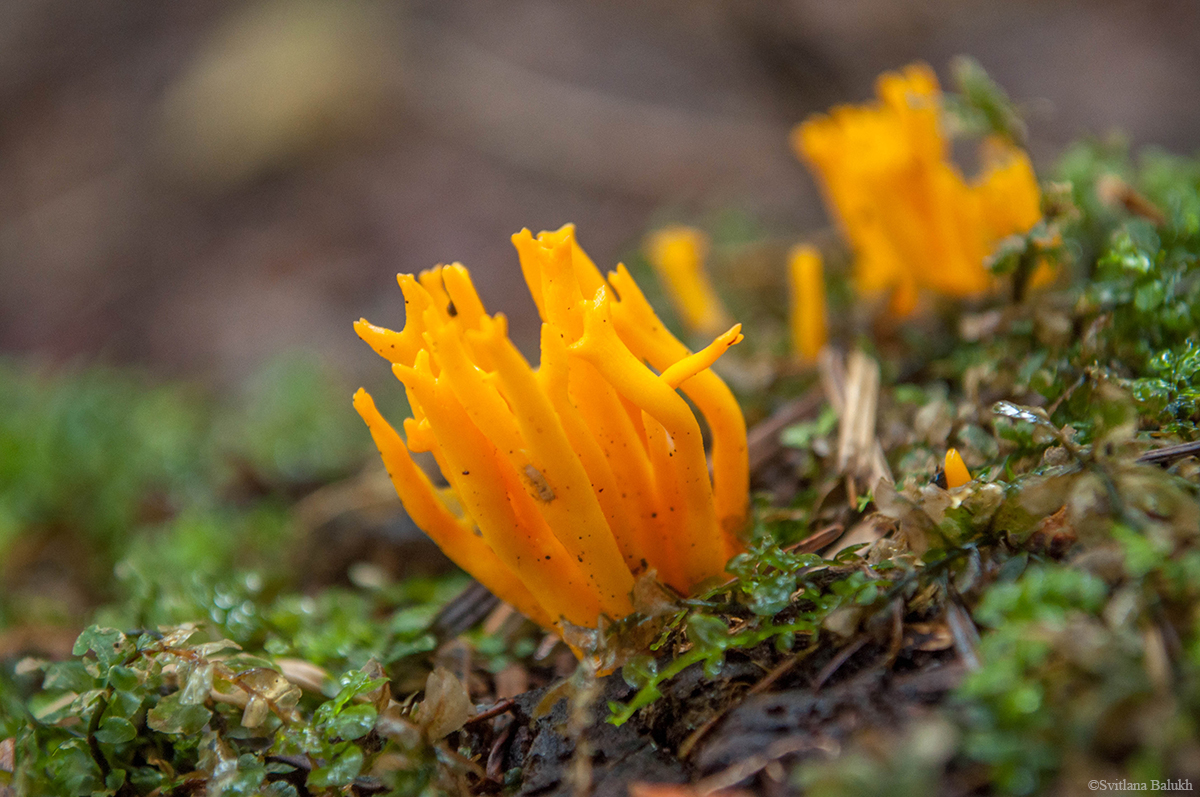 Calocera viscosa (Pers.) Fr.