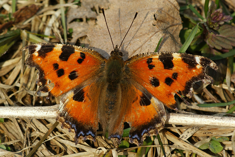 Nymphalis xanthomelas (Esper, 1781)