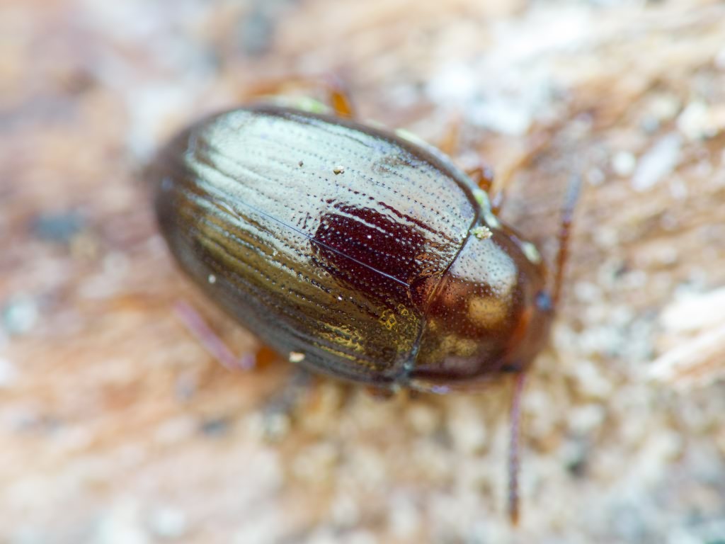Scaphidema metallicum (Fabricius, 1792)