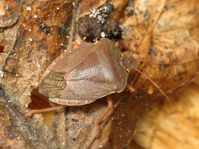 Palomena prasina (Linnaeus, 1761)