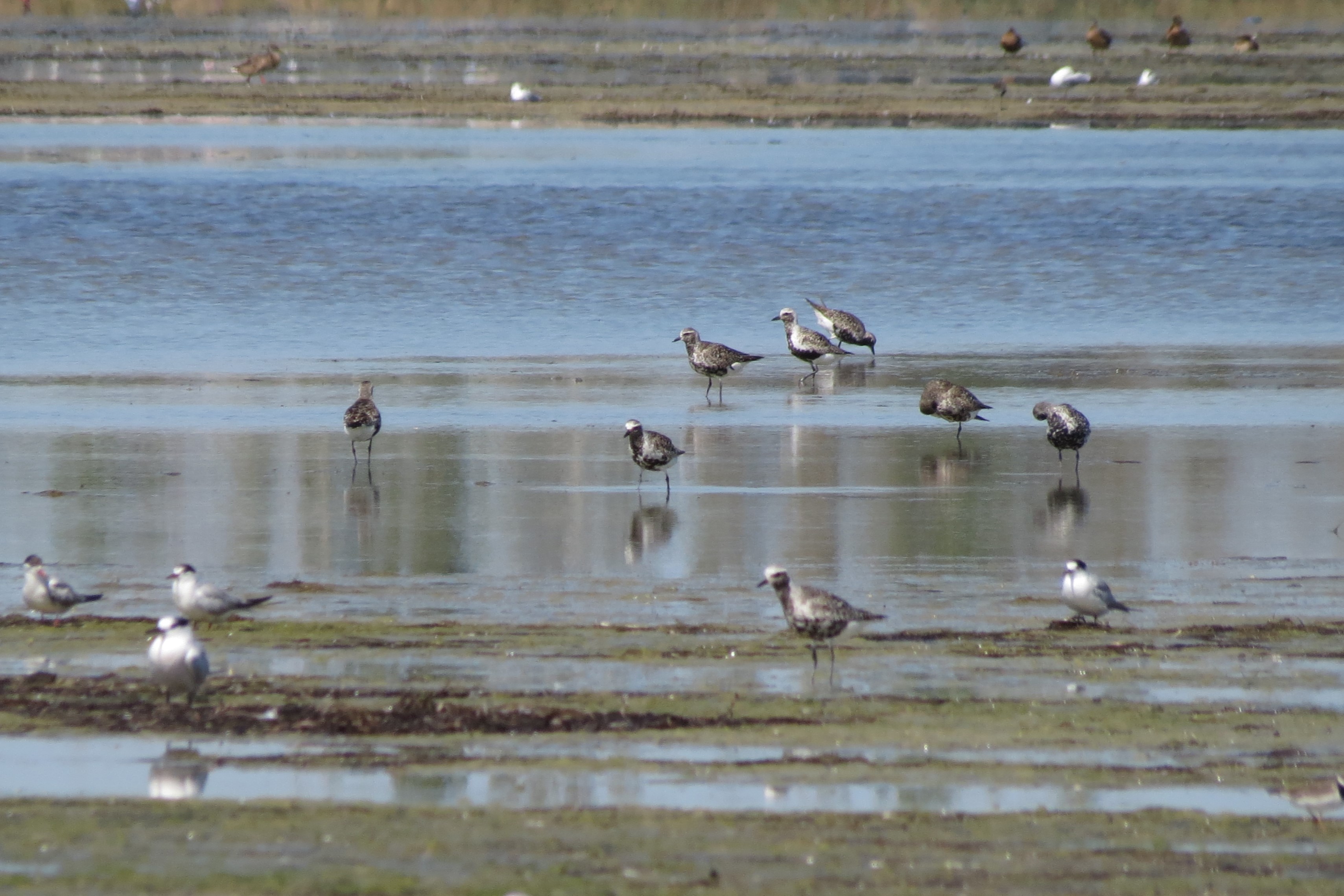 Pluvialis squatarola (Linnaeus, 1758)