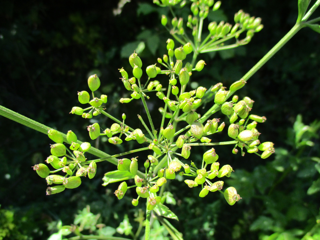 Pastinaca sativa L.