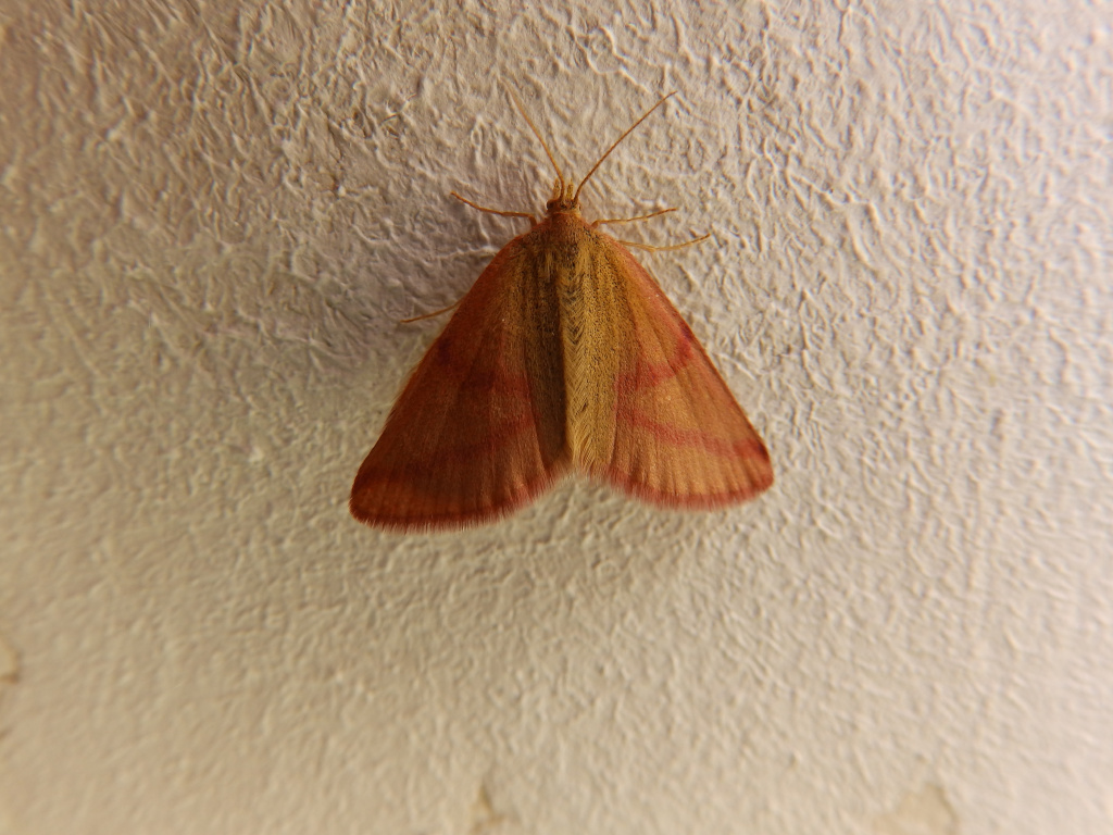 Lythria purpuraria (Linnaeus, 1758)