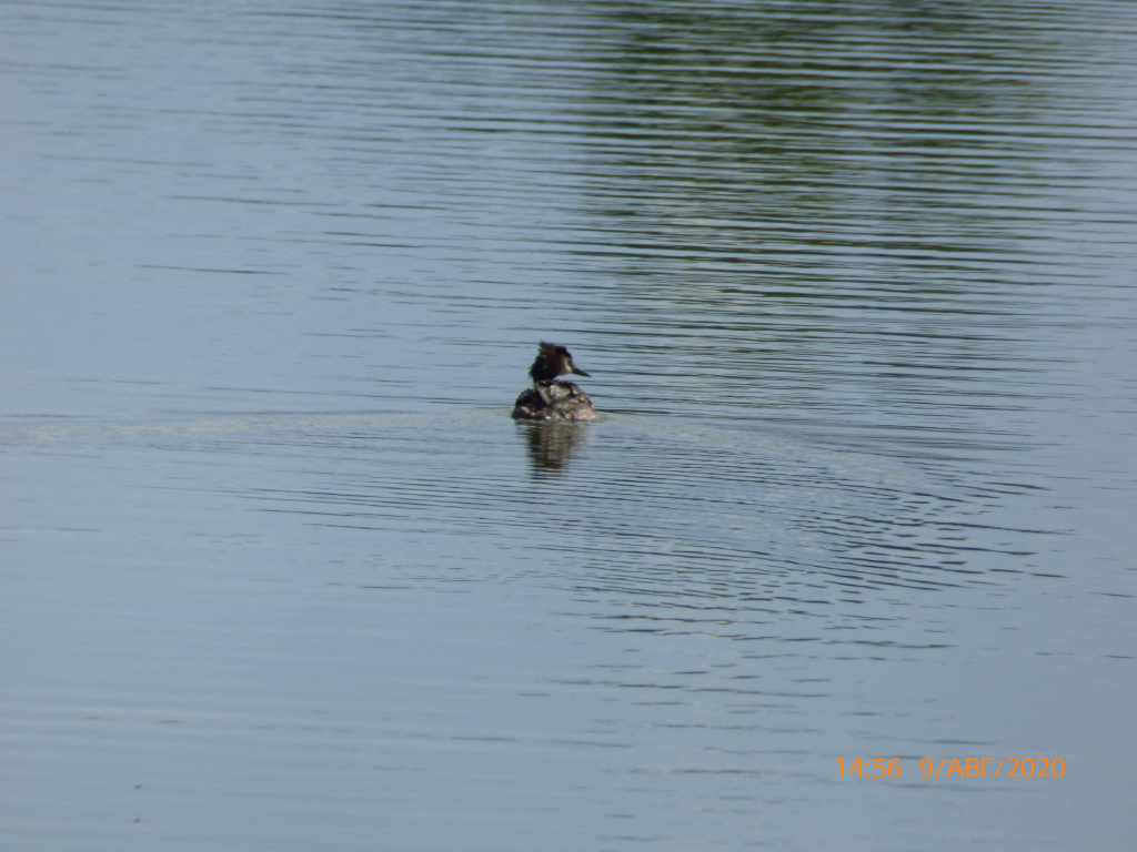 Podiceps cristatus (Linnaeus, 1758)