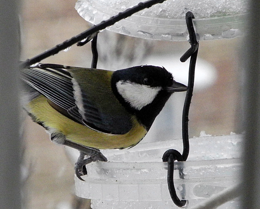 Parus major Linnaeus, 1758