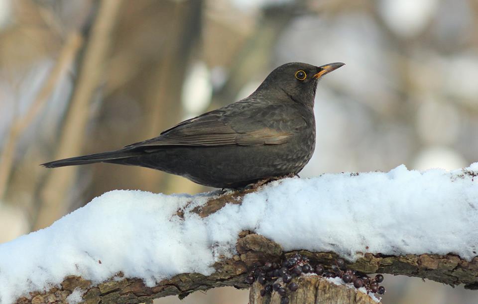Turdus merula Linnaeus, 1758