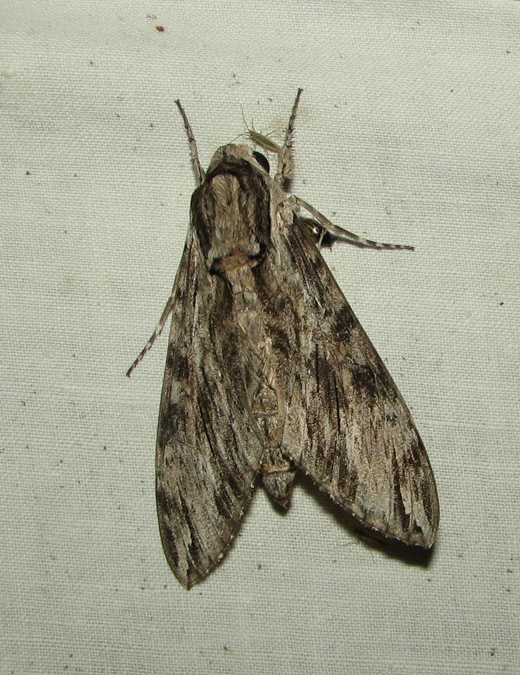 Agrius convolvuli (Linnaeus, 1758)