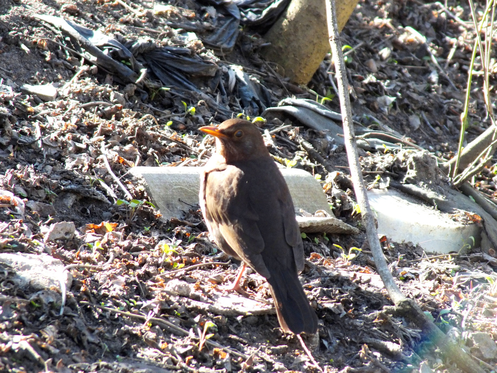 Turdus merula Linnaeus, 1758