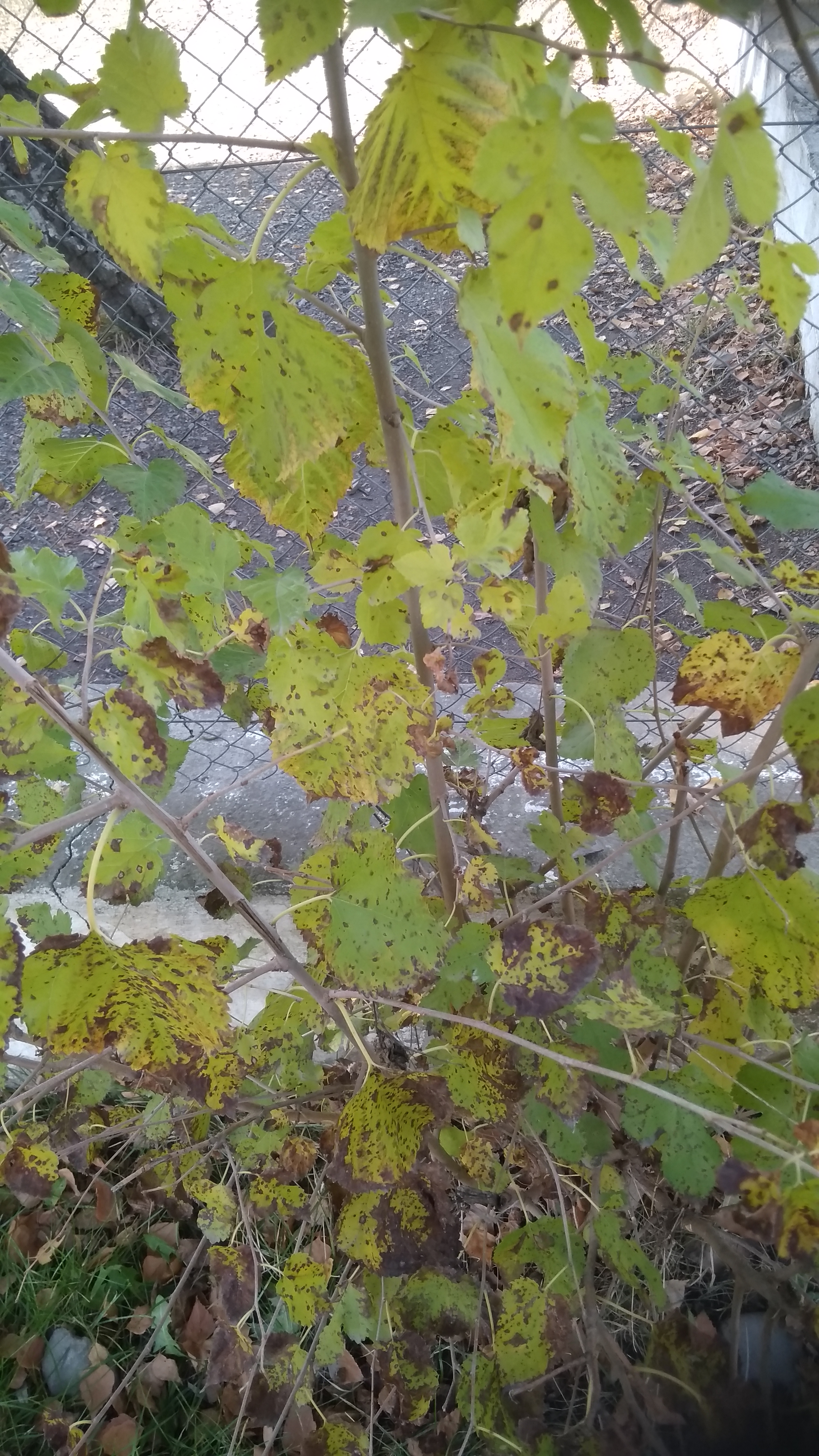 Cercospora moricola Cooke