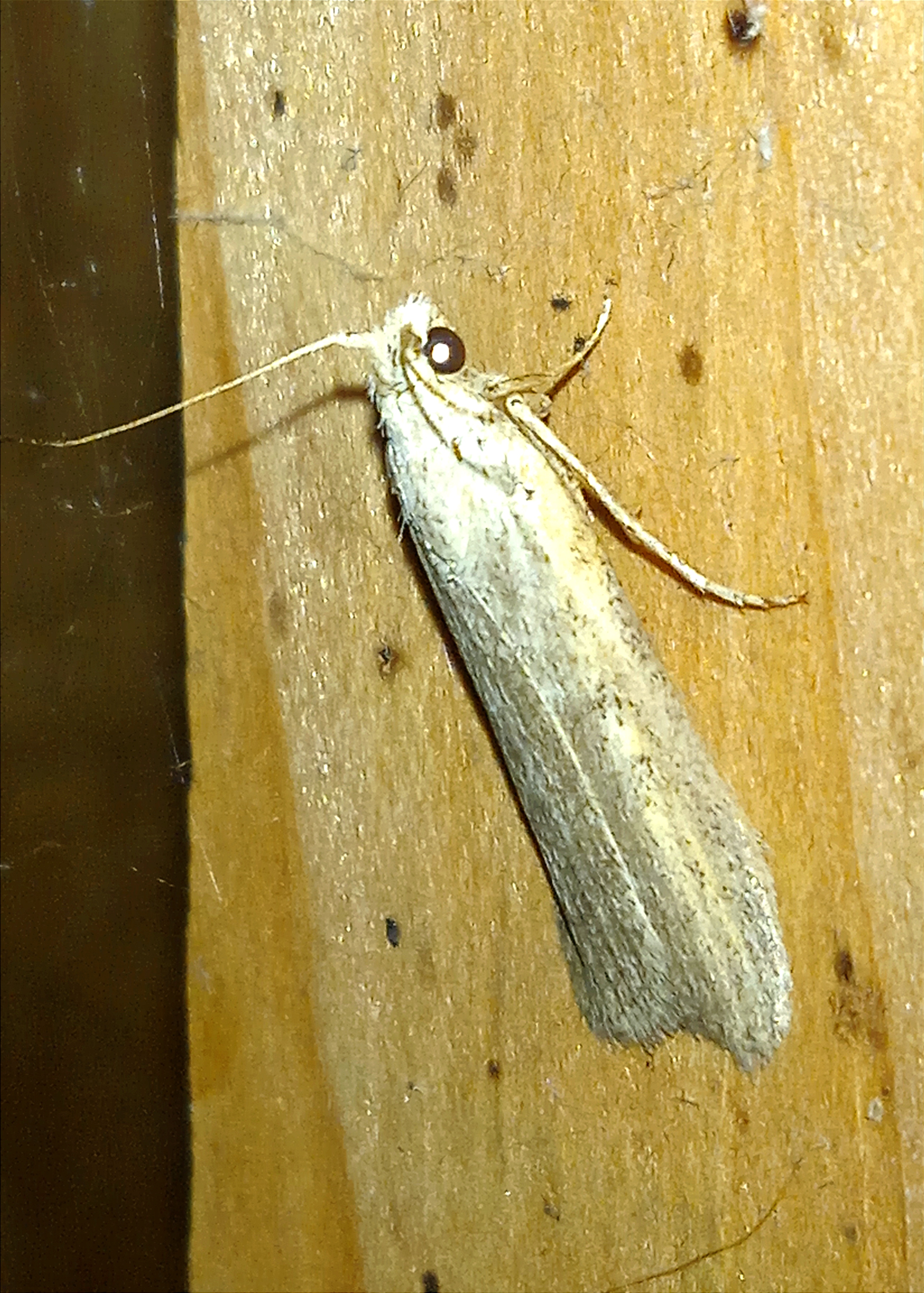 Aphomia zelleri Joannis, 1932