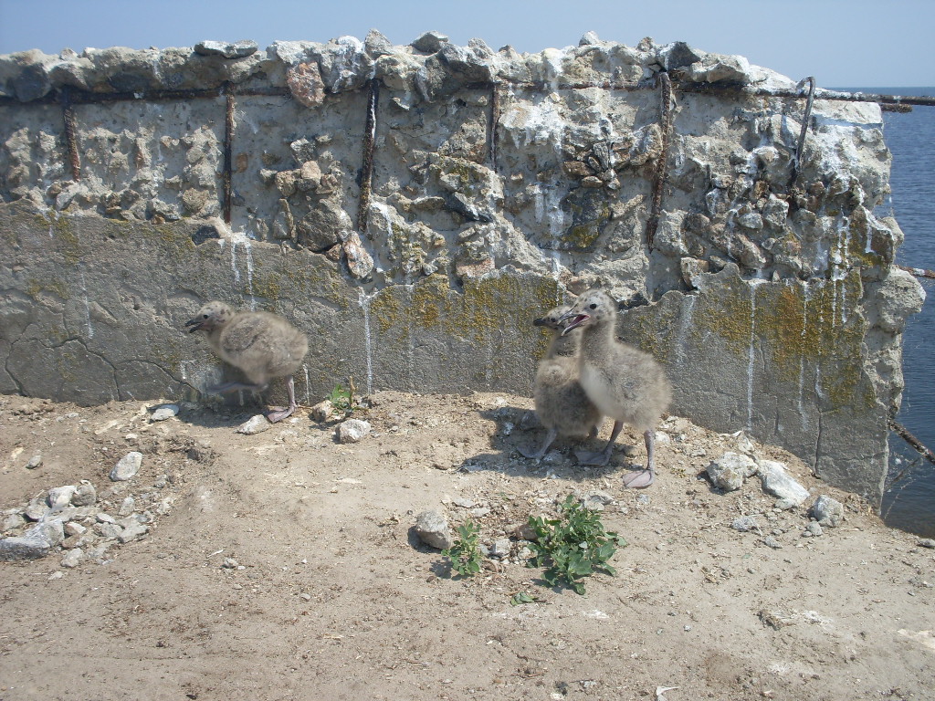 Larus cachinnans Pallas, 1811