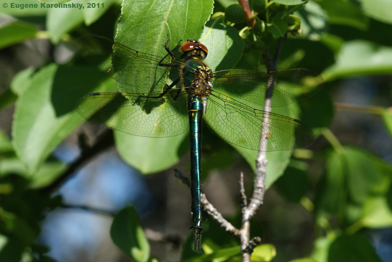 Somatochlora metallica (Vander Linden, 1825)