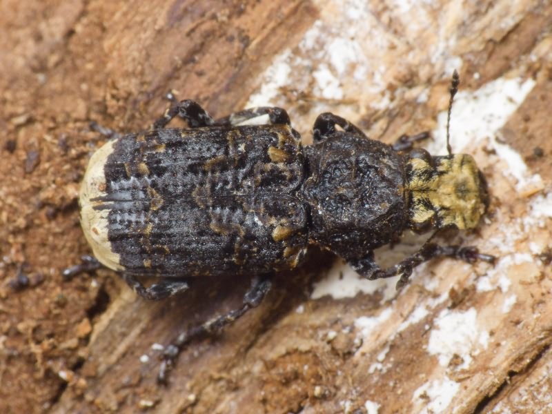 Platyrhinus resinosus (Scopoli, 1763)
