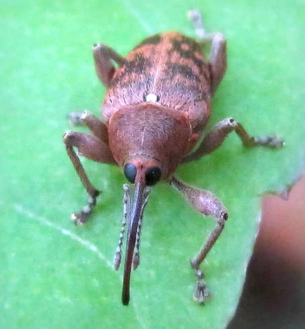 Curculio glandium Marsham, 1802