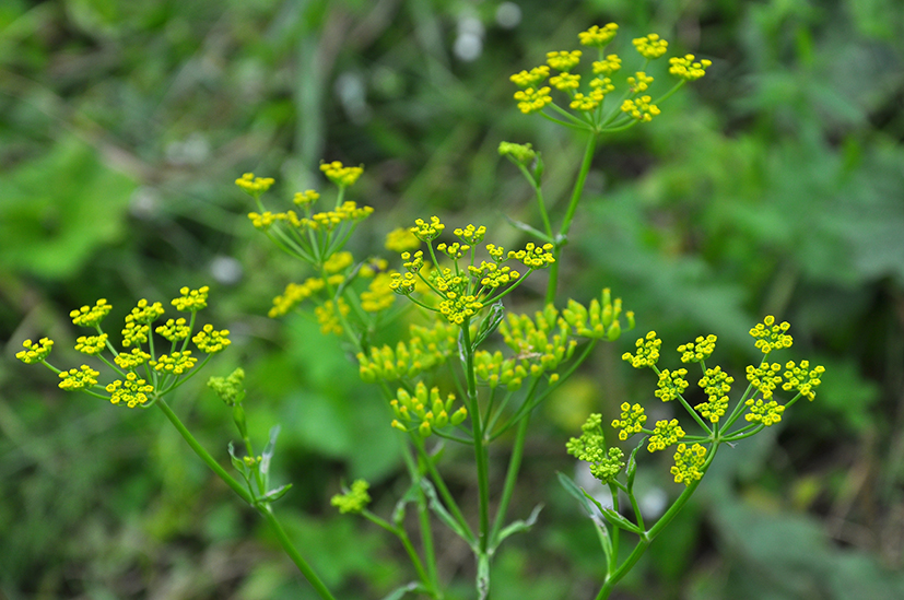 Pastinaca sativa L.