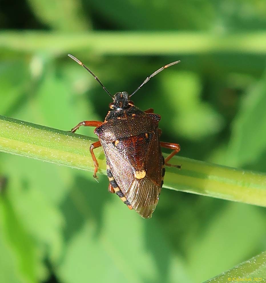 Pinthaeus sanguinipes (Fabricius, 1781)