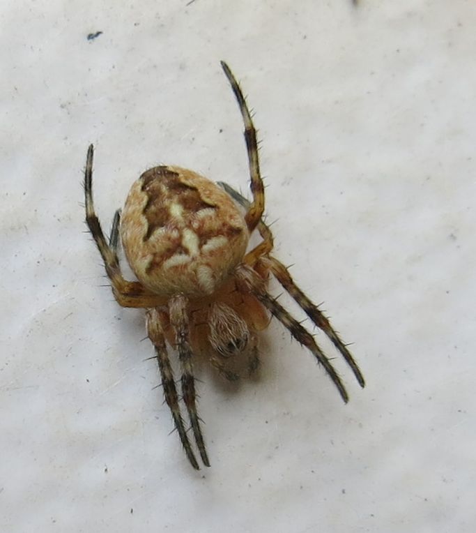 Araneus diadematus Clerck, 1757