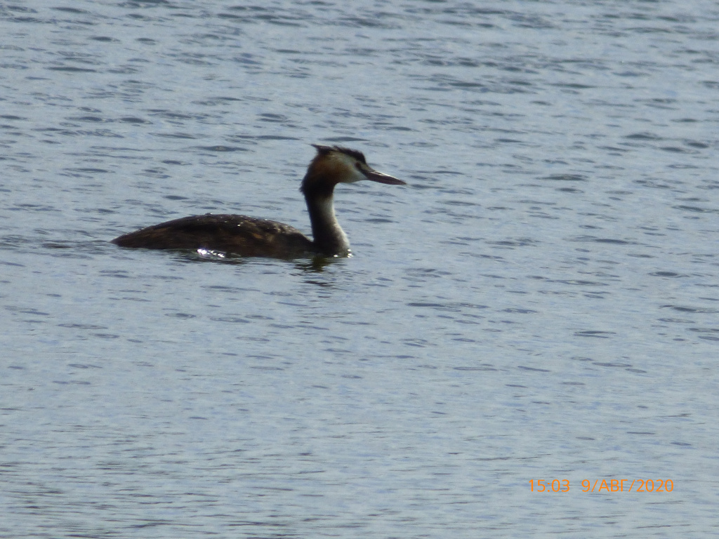Podiceps cristatus (Linnaeus, 1758)